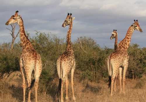 giraffes